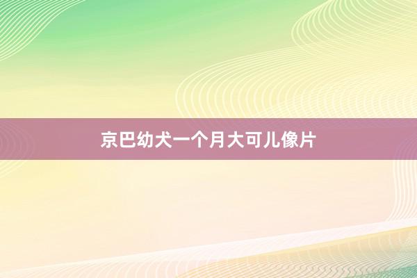 京巴幼犬一个月大可儿像片